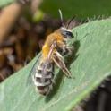 Andrena fuscipes.jpg